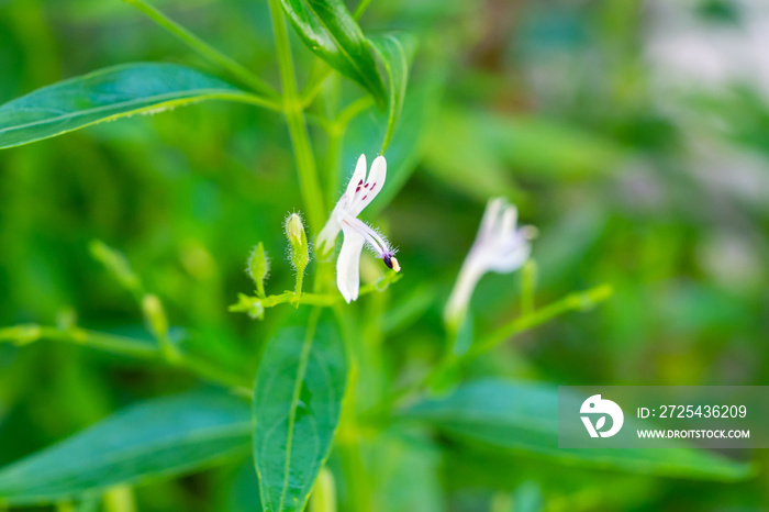 穿心莲新鲜泰国草药有机植物叶子和花朵，特写