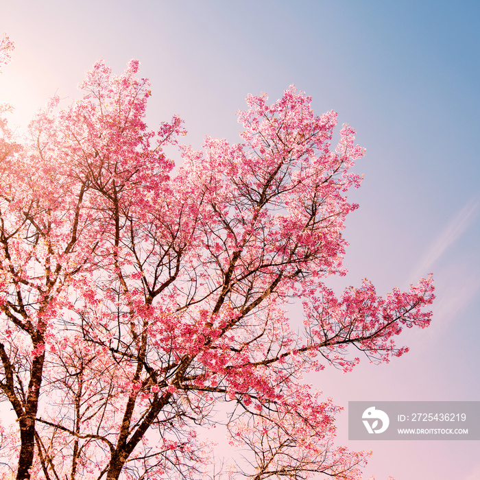 春天美丽的樱桃粉色花朵的自然背景-宁静和玫瑰石英滤色器