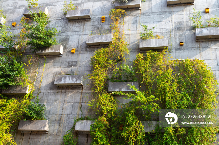 水泥墙上的绿色植物。城市景观。瑞典马尔默。