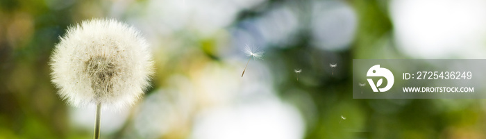 Image of beautiful dandelion flowers in garden close-up