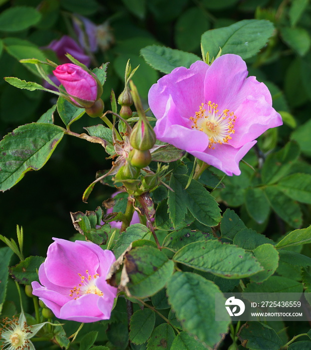 Incredible beautiful and fragrant Rosa rubiginosa flower on green foliage background. The tea made f
