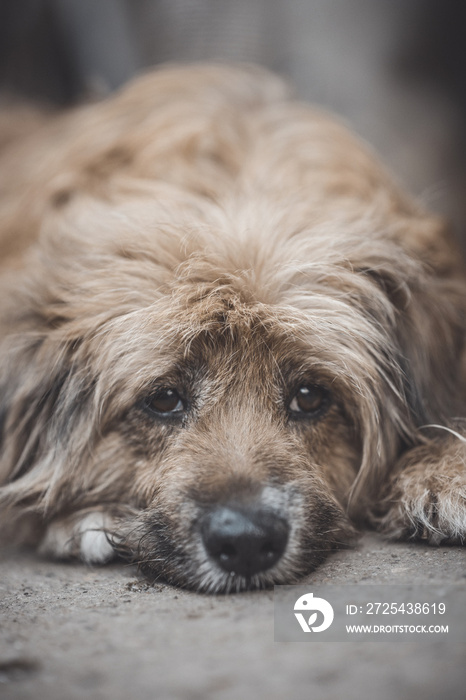 Sad little yellow dog lying on the street, alone and abandoned