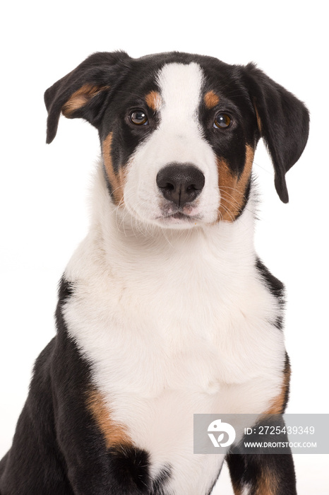 Appenzeller Sennenhund freigestellt - Junghund im Portrait