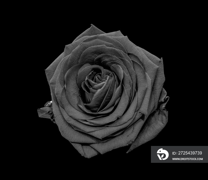 黑色背景上的单一孤立单色低调灰色玫瑰花朵微距