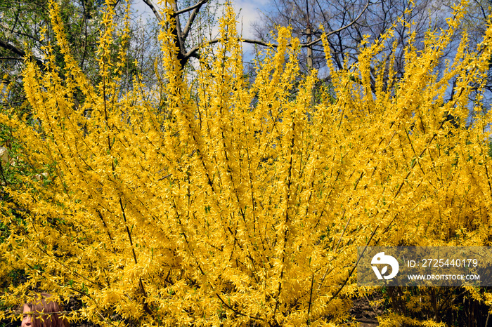 Forsythia flowers in front of with green grass and blue sky.