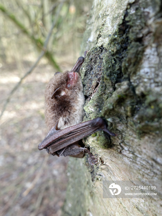 Wasserfledermaus（涂抹性肌炎）and der Steinbachtalsperre