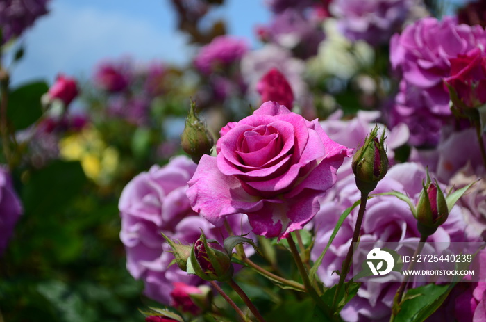 amazingly beautiful roses on the island of Nessebar Bulgaria