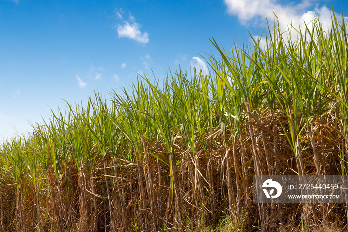 sugar cane plantation with blue sky in the background