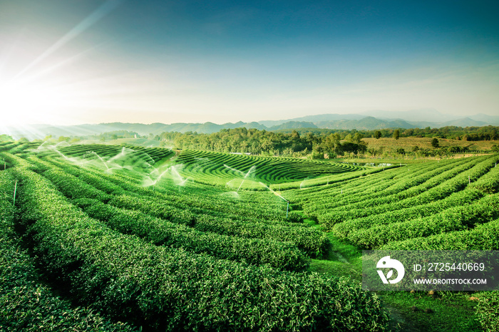 Green tea garden landscape sunset hill cultivation