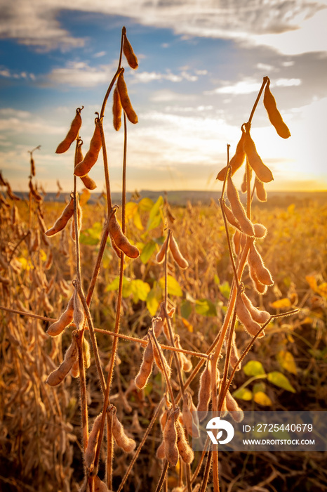 Soybean pods on the plantation at sunset. Agricultural photography.