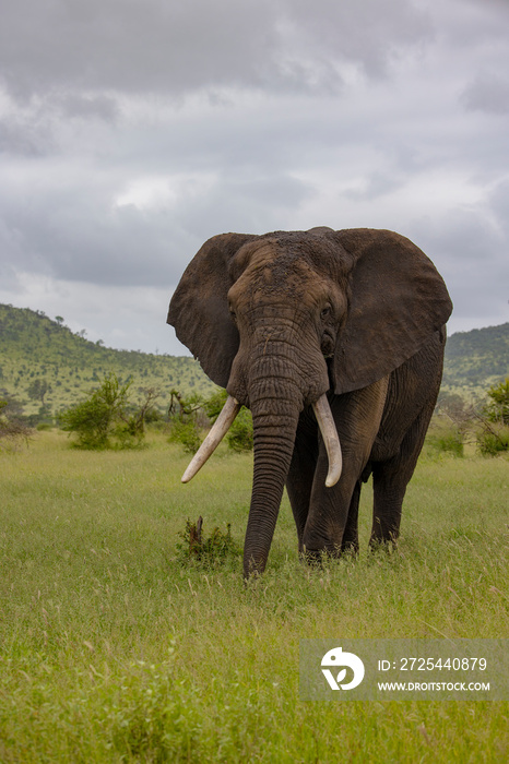 Big tusker elephant in Kruger