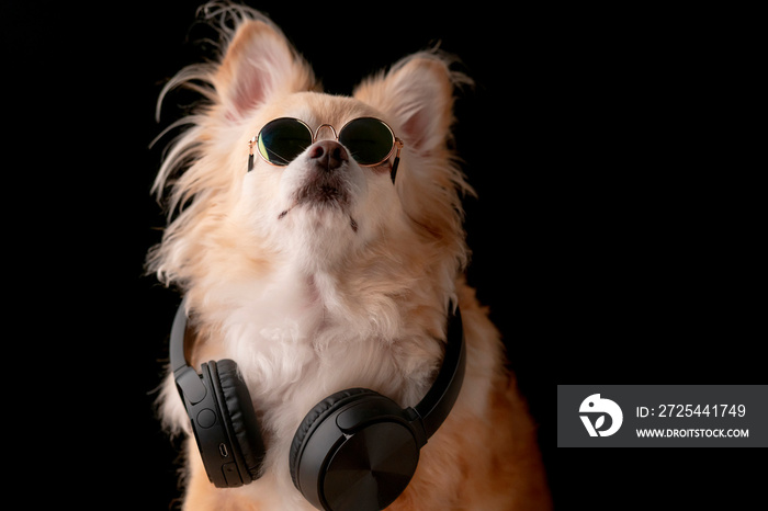 可爱的棕色头发吉娃娃狗戴着眼镜和耳机听音乐工作室photshoot blac
