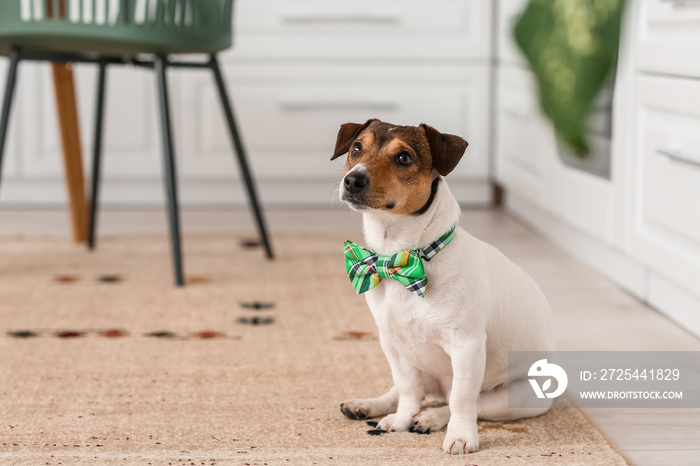 家里戴着绿色领结的可爱狗。圣帕特里克节庆祝活动