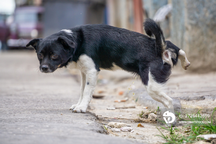 Cute little dog pissing in the Streets of Old Havana City, Capital of Cuba, during a sunny day.