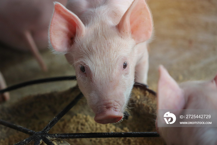 Piglet waiting feed in the farm. Pig indoor on a farm yard in Thailand. swine in the stall. Close up