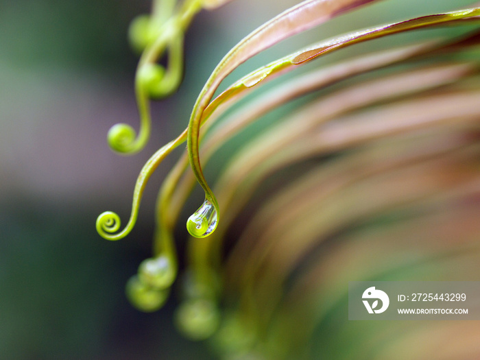 beautiful fern leaf in deep forest, Kaeng krachan national park,Thailand