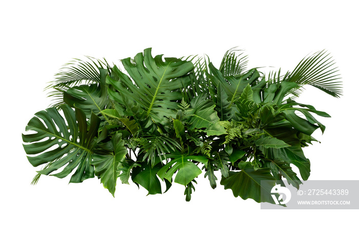 Tropical leaves foliage plant bush floral arrangement nature backdrop isolated on white background,