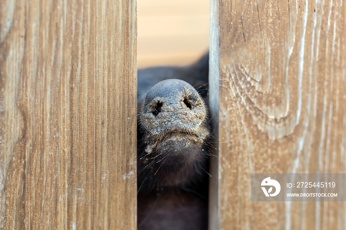 Pig nose peeking through wooden fence at farm. Piglet sticking snouts . Intuition or instinct feelin