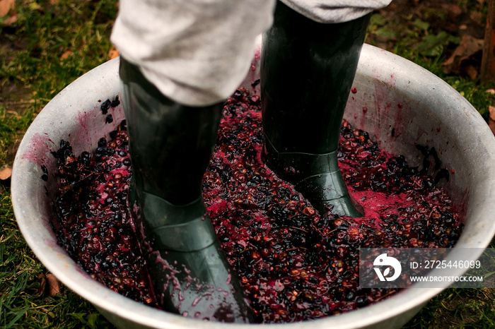 男人穿着靴子压碎或压榨成熟的葡萄。压榨葡萄以酿造老式葡萄酒。