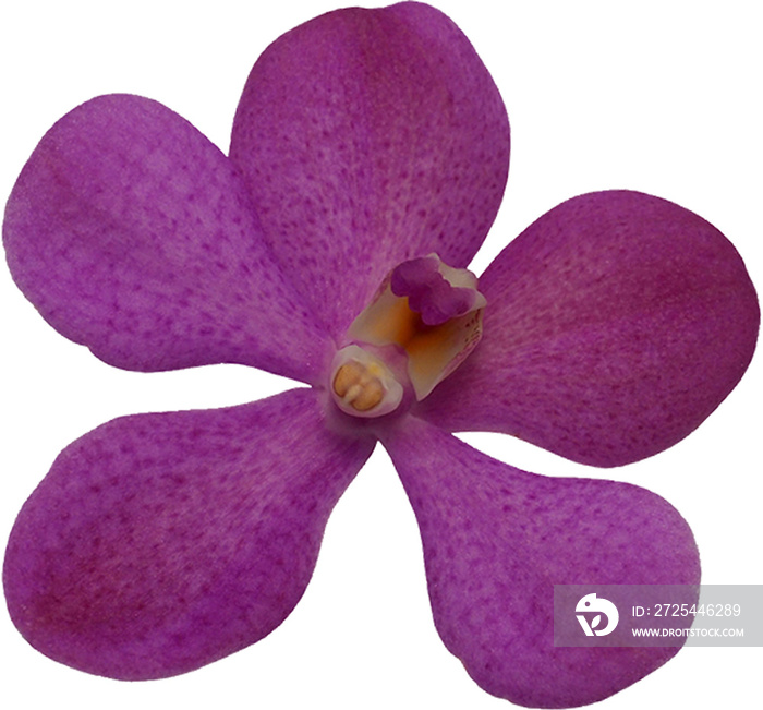 紫色兰花单花隔离株