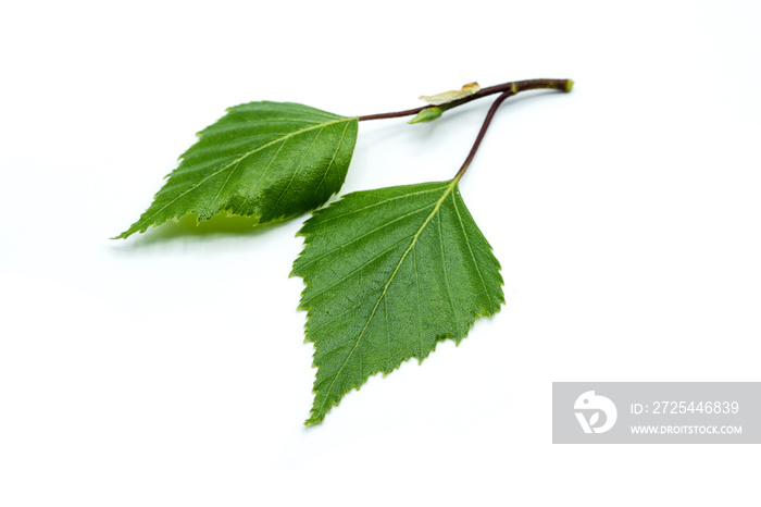 Birch leaf isolated on white background