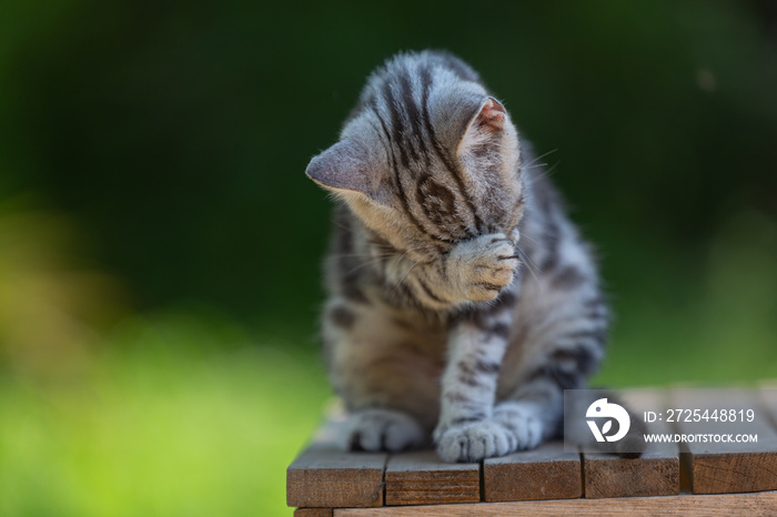 Cute American shorthair cat kitten In the garden