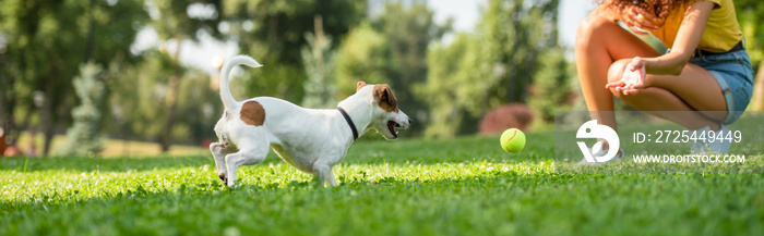 年轻女子与jack russell梗狗打球的裁剪图