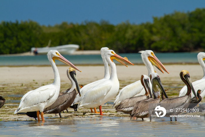 pelican Yucatán peninsula in southeastern mexico Mayan landscapes and archeology