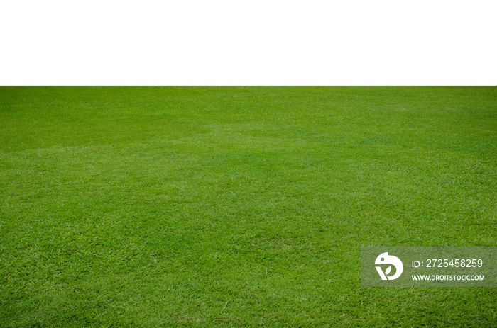 Green grass field isolated on white background with clipping path.