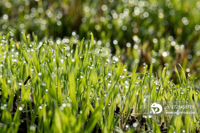 Nice morning dew on green grass close up macro photography nature