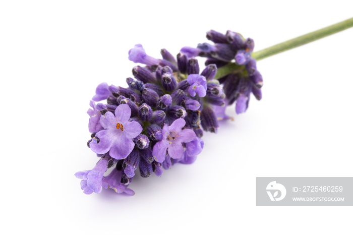 Lavender flowers on a white background.