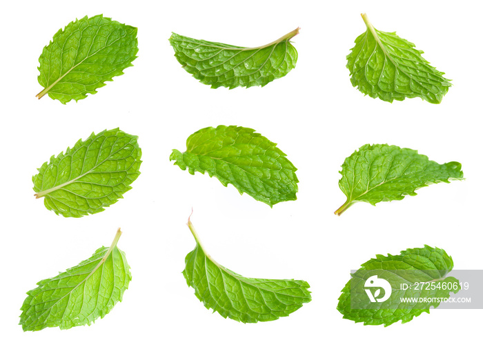 Fresh mint isolated on white. Collection