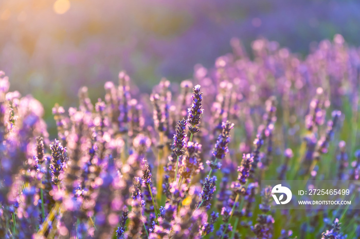 Closeup bushes of purple lavender flowers in summer near Valensole in France