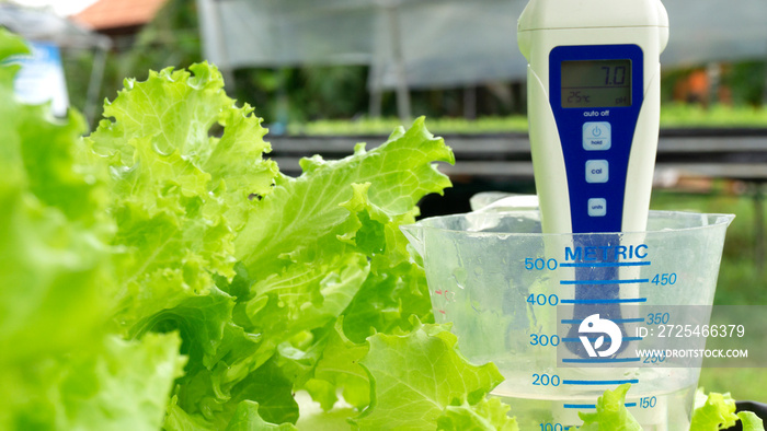 pH meter in Cup measure water on salad growing natural background. hydroponic vegetable garden farm.