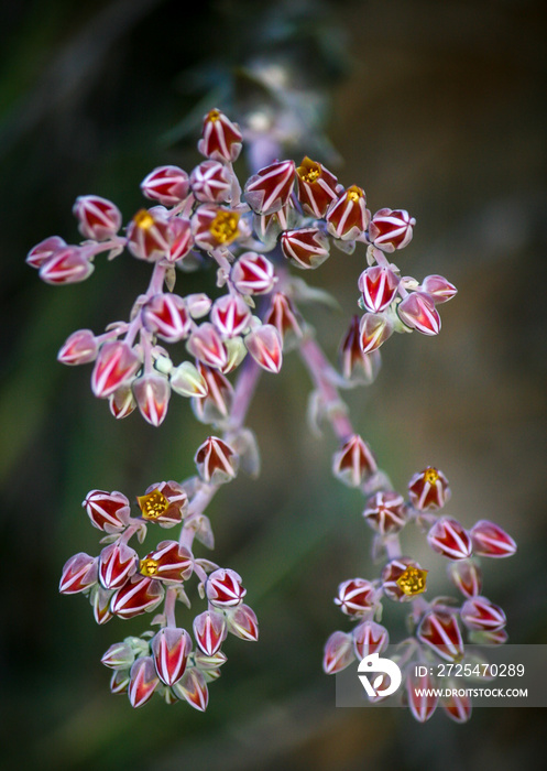 在圣巴巴拉徒步旅行时，一束柳叶（Dudleya lanceolata）向你袭来