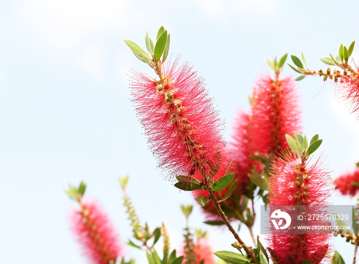 Callistemon rigidus plant with green and red leaves citrius