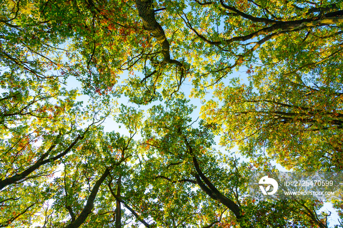 farbiges Herbstlaub an einem Baum, von unten fotografiert