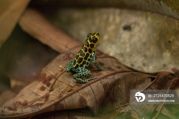 colourful dart frog on leafs in peruvian amazon ranitomeya