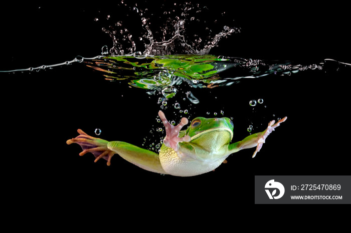 Whitelipped frog in the water, swimming frog, Whitelipped frog swimming