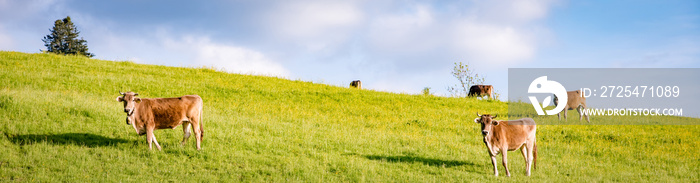 Braunvieh - Rinder auf einer Wiese im Allgäu, Banner