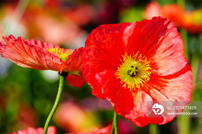 Amapolas rojas en un jardín de Lyon