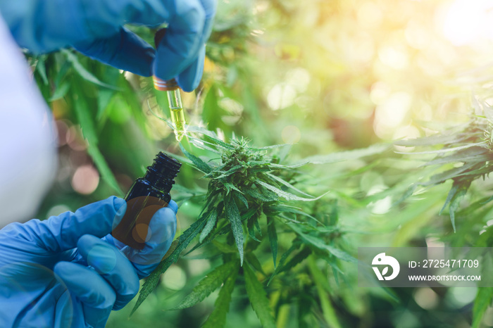 Hand holding bottle of Cannabis oil against Marijuana plant. Herbal Treatment, Alternative Medicine,