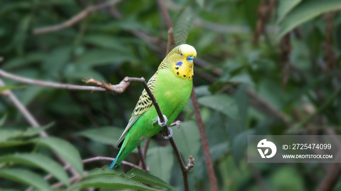 Colourful singing Budgie