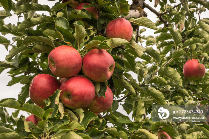 Reife, rote Äpfel hängen an einem Apfelbaum, Hagnau am Bodensee, Baden-Württemberg, Deutschland