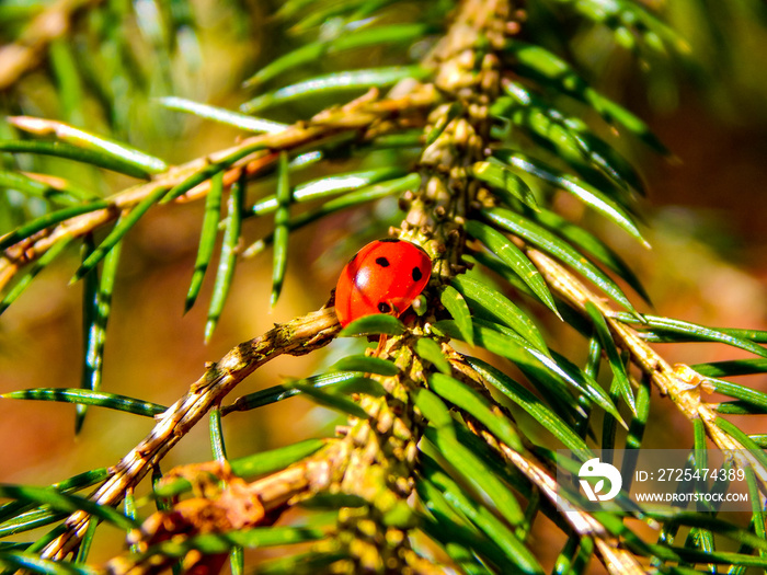 ladybird on a leaf