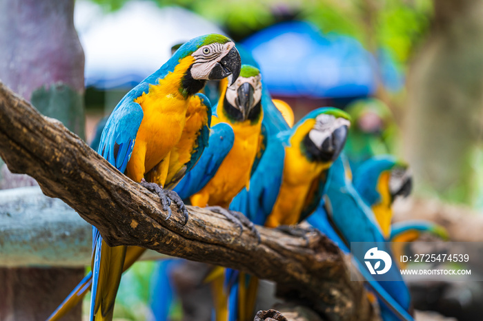 Group of colorful macaw on tree branches