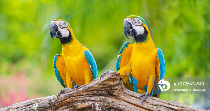 Group of colorful macaw on tree branches