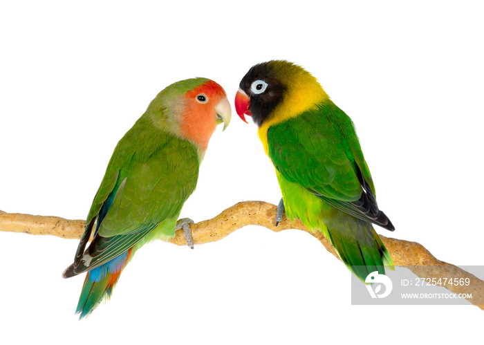 Lovebirds on a branch