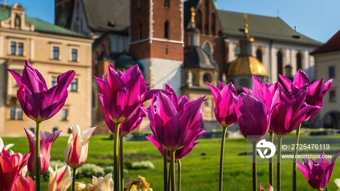 Wiosenne kwiaty tulipany w porannym słońcu