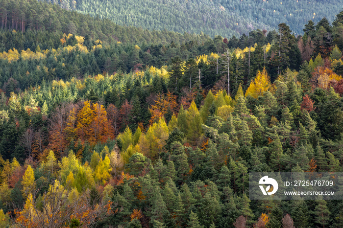 Forêt de montagne au début de lautomne